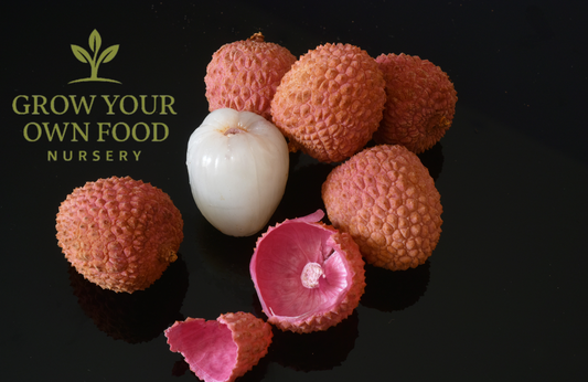 Lychee, Litchi, Lichi Seedling 1-2 feet Tall Live Starter Plant
