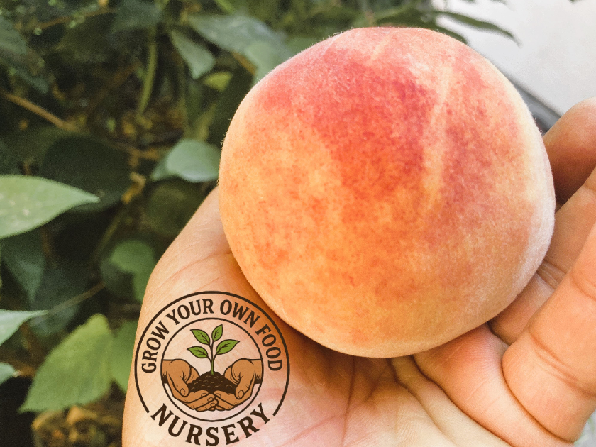 3 Low Chill Red Baron Peach Cuttings Scions Scionwood