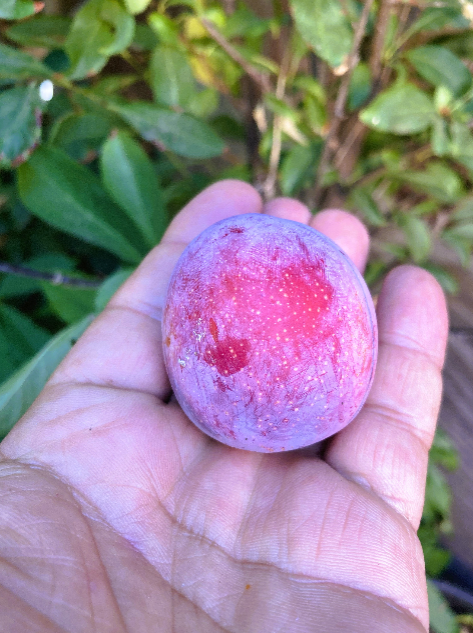 3 Mariposa Plum Scions, Cuttings, Scionwood