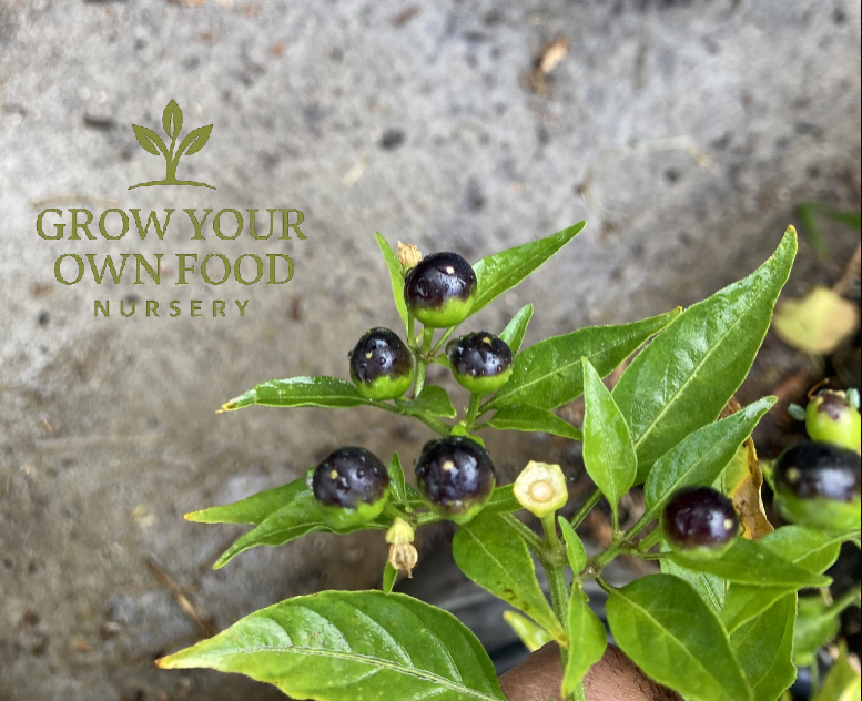 planting chiltepin seeds Open Pollinated Chiltepin (chile tepin) Heirloom Hot Pepper Non GMO 50