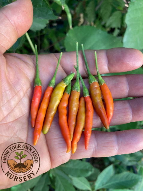 ớt xiêm rừng, Ot Xiem Rung Vietnam's Prolific Bird's Eye Hot Pepper Non GMO Starter Plant