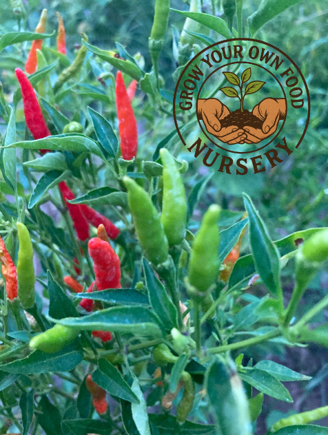 Thai Pepper Prolific Thai Chile Bird's Eye Hot Pepper Live Starter Plant