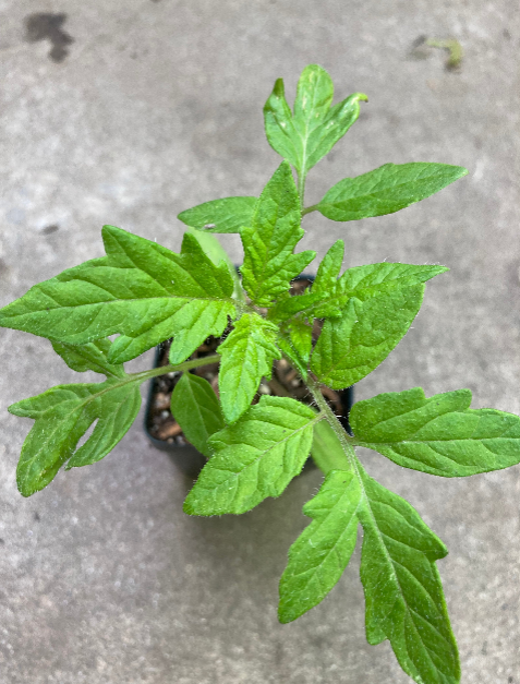 Tommy Toe Heirloom Cherry Tomato Live Non GMO Plant