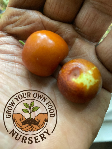 3 Sherwood Jujube Cuttings Scion Wood