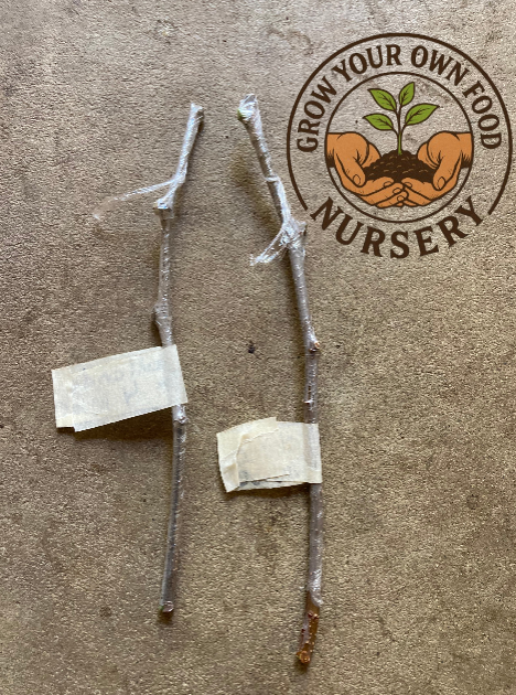 3 Redlands #4 Jujube Scionwood Scion Wood Cutting