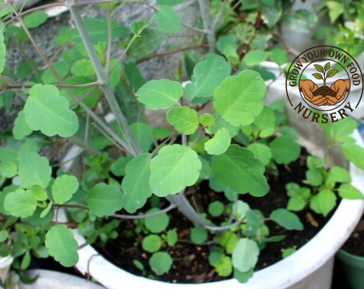 Papalo, Papaloquelite, Papalo Mexicano, Porophyllum ruderale 50 Non GMO Seeds