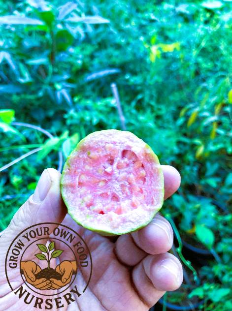Pink Guava 1-2 Feet Tall Live Plant