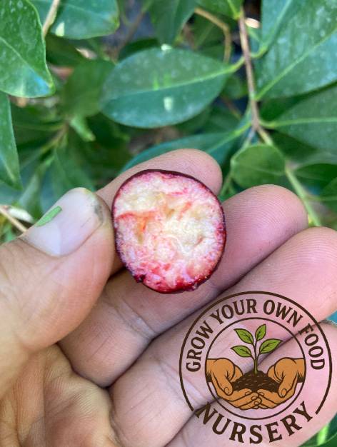 Psidium cattleyanum, Strawberry Guava, Cherry Guava, Cattley guava Live Plant