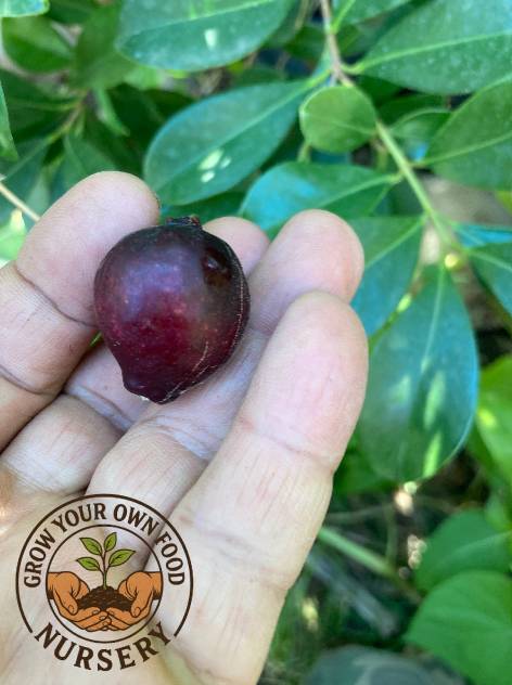 Psidium cattleyanum, Strawberry Guava, Cherry Guava, Cattley guava Live Plant
