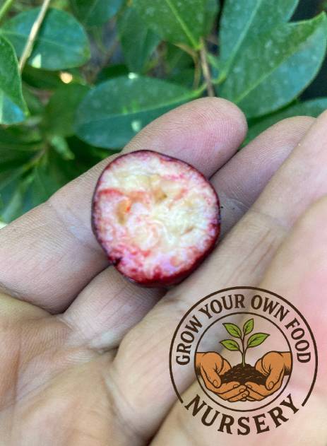 Psidium cattleyanum, Strawberry Guava, Cherry Guava, Cattley guava Live Plant