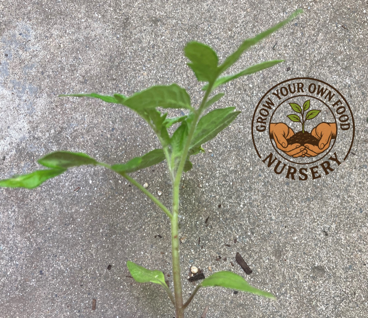beefsteak tomato plants in pots Beefsteak Open Pollinated Heirloom Tomato Live Plant