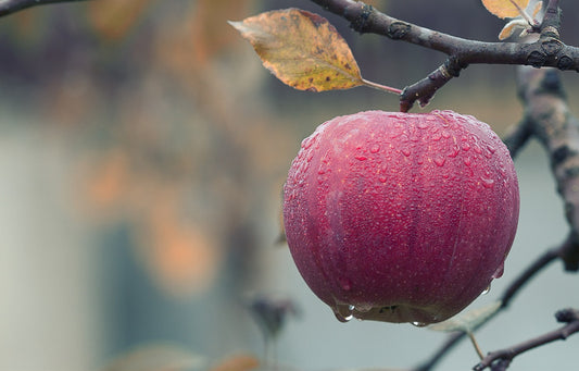 Newton Spitzenburg Apple Grafted Tree (Bare Root)