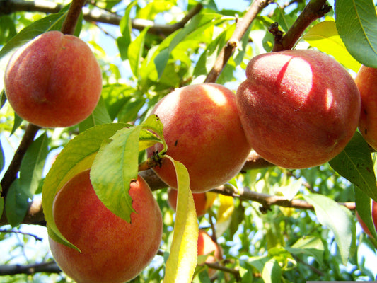 3 Cal Red Yellow Heirloom Peach Tree Scions, Cuttings, Scionwood