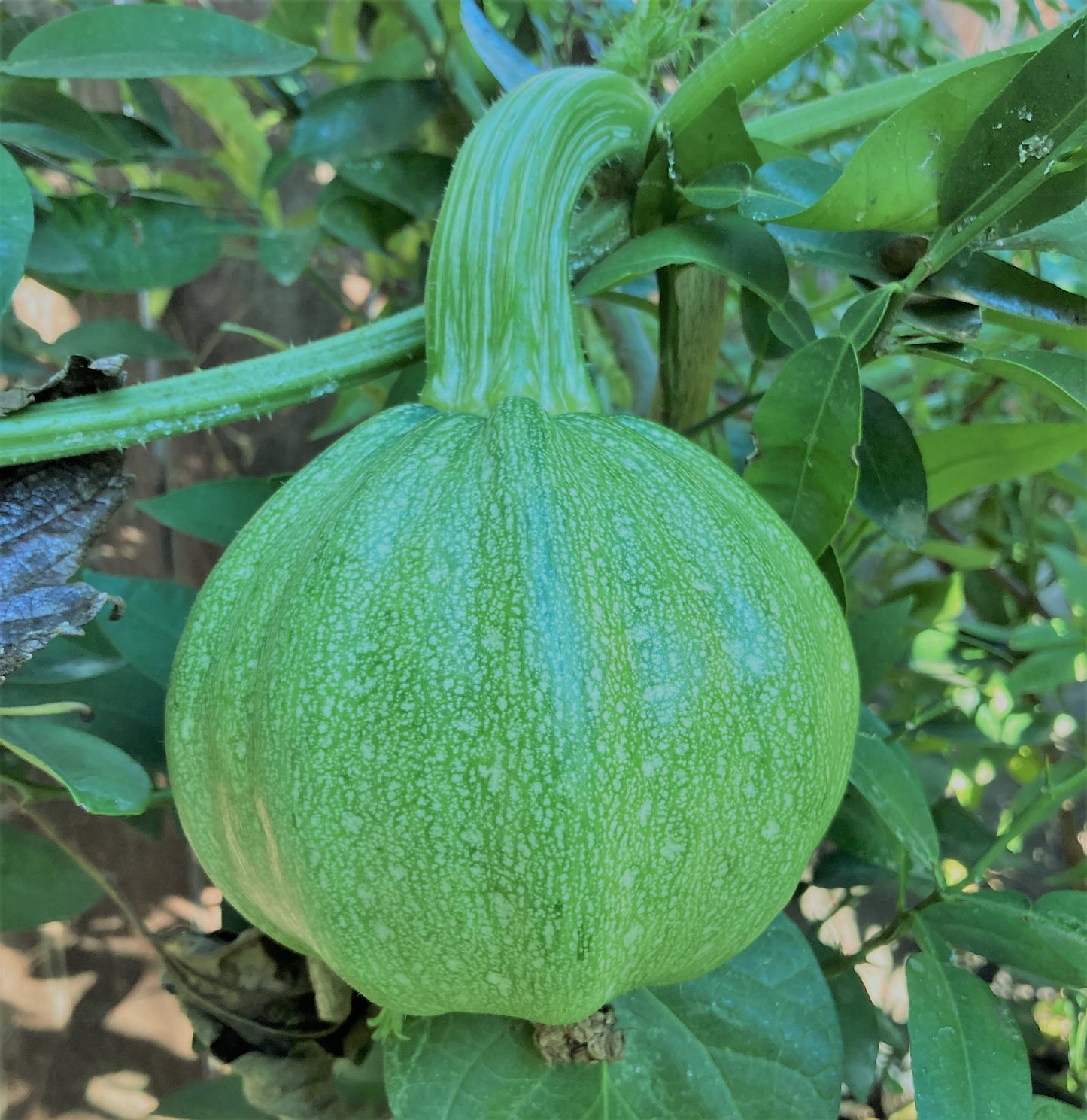 Gray Pumpkin (pepita) Heirloom Seeds Very Rare 10 Non GMO Seeds