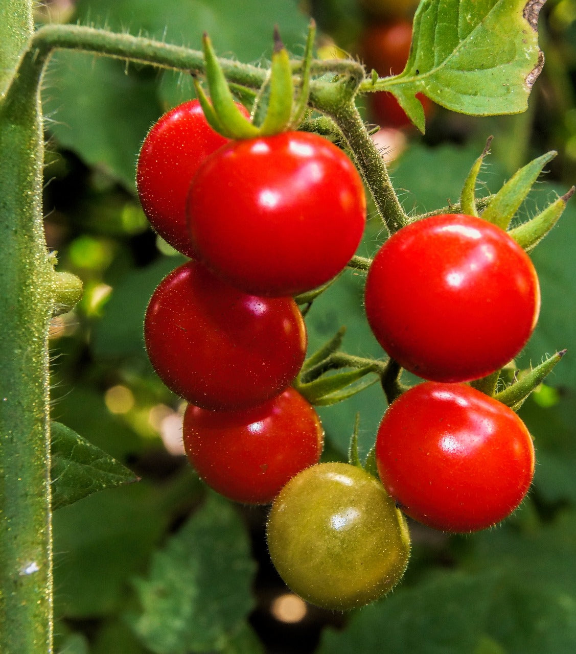 Heirloom Chadwick Cherry Tomato Live Plant Non GMO