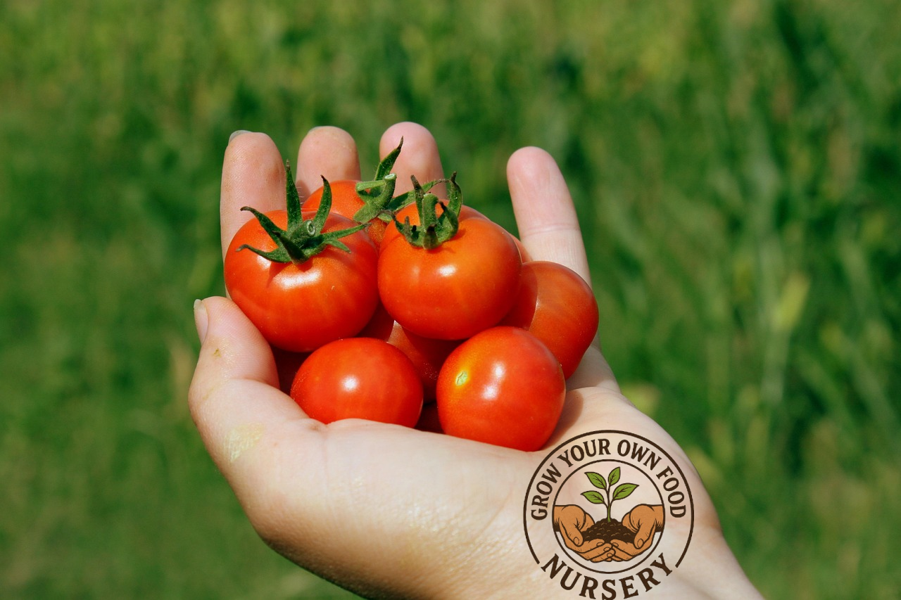 Tommy Toe Heirloom Cherry Tomato Live Non GMO Plant
