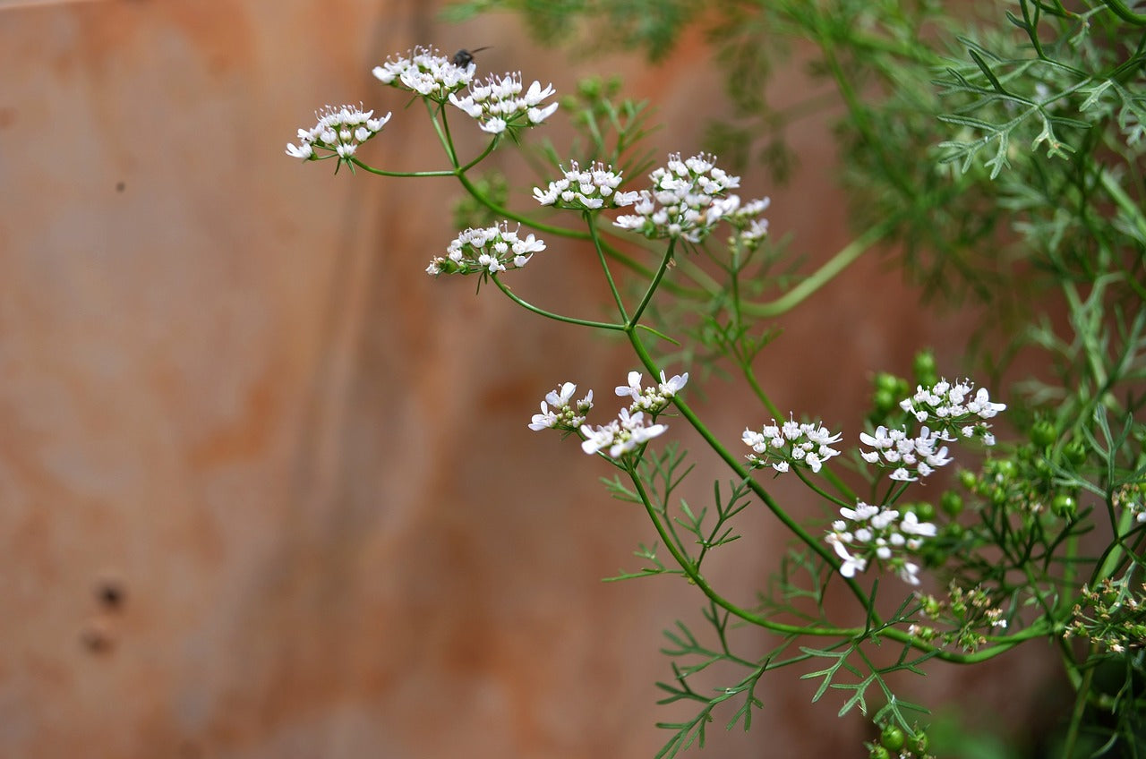 Open Pollinated,  Mexican Cilantro, Coriander Non GMO 100 Seeds