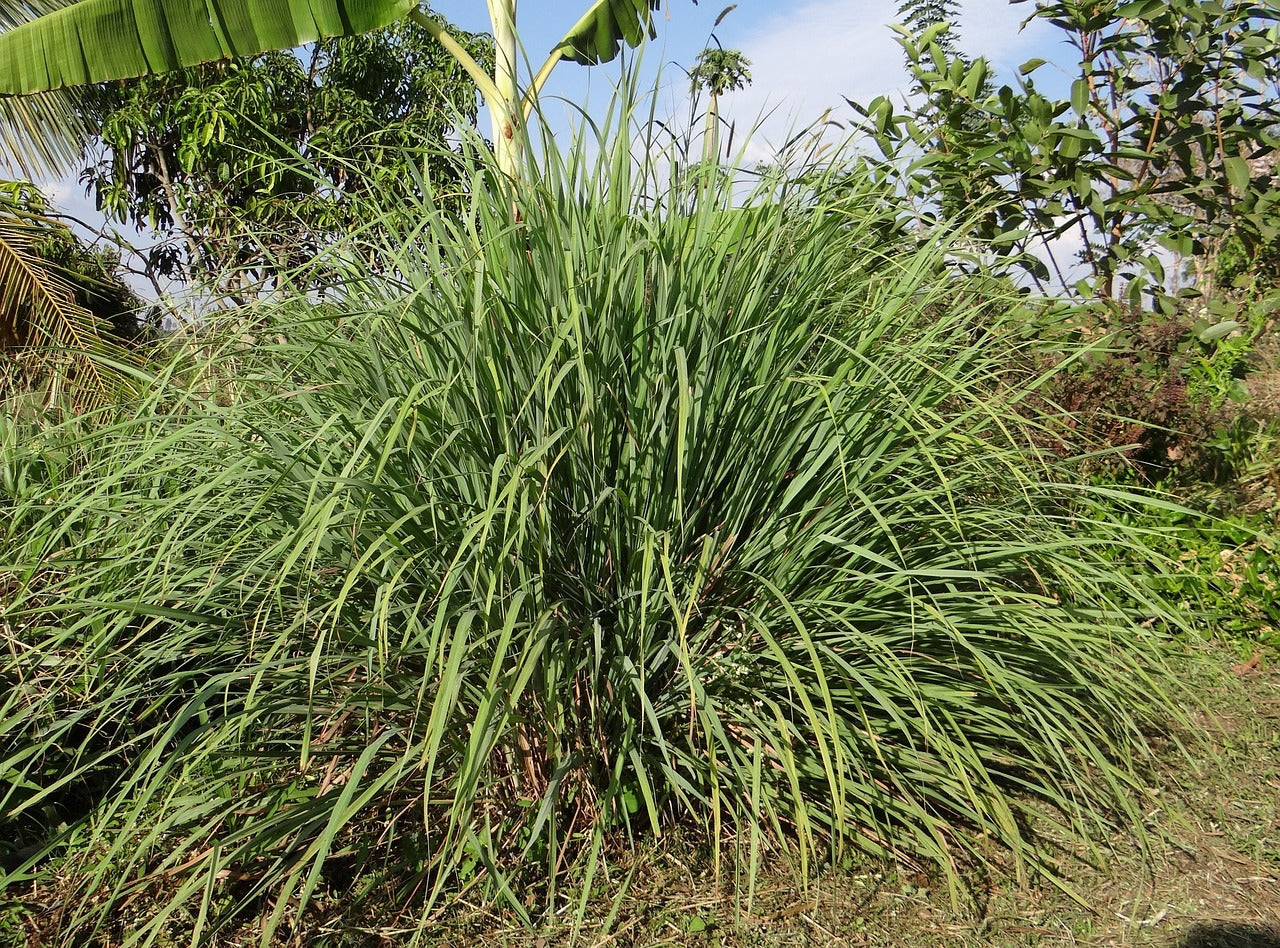 lemongrass, Lemon Grass Live Starter Plant