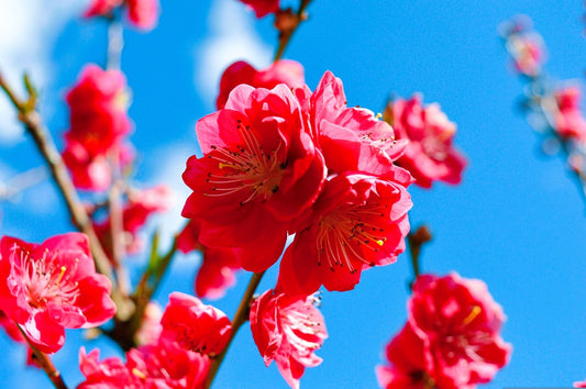 3 Low Chill Red Baron Peach Cuttings Scions Scionwood