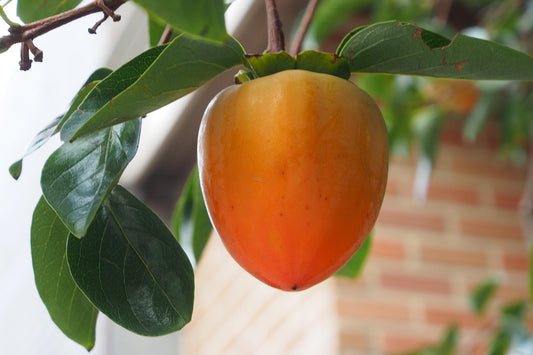 Hachiya Persimmon Scions, Cutting, Scionwood