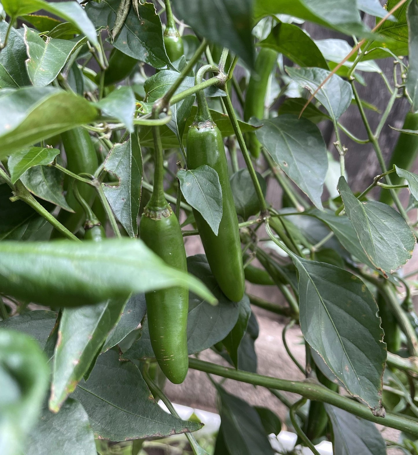 Serrano Hot Pepper Non GMO Live Plant