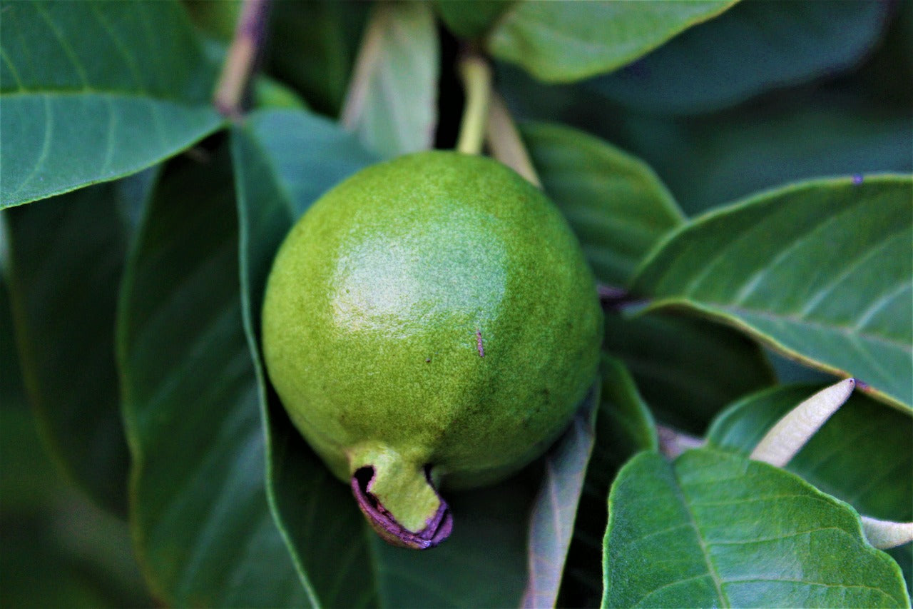 Pink Guava 1-2 Feet Tall Live Plant