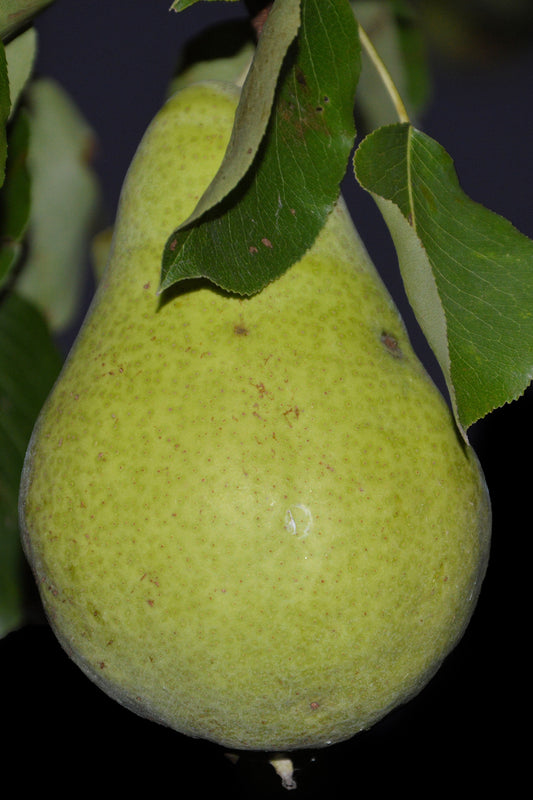 3 D'Anjou Pear Scions, Cuttigs Scionwood