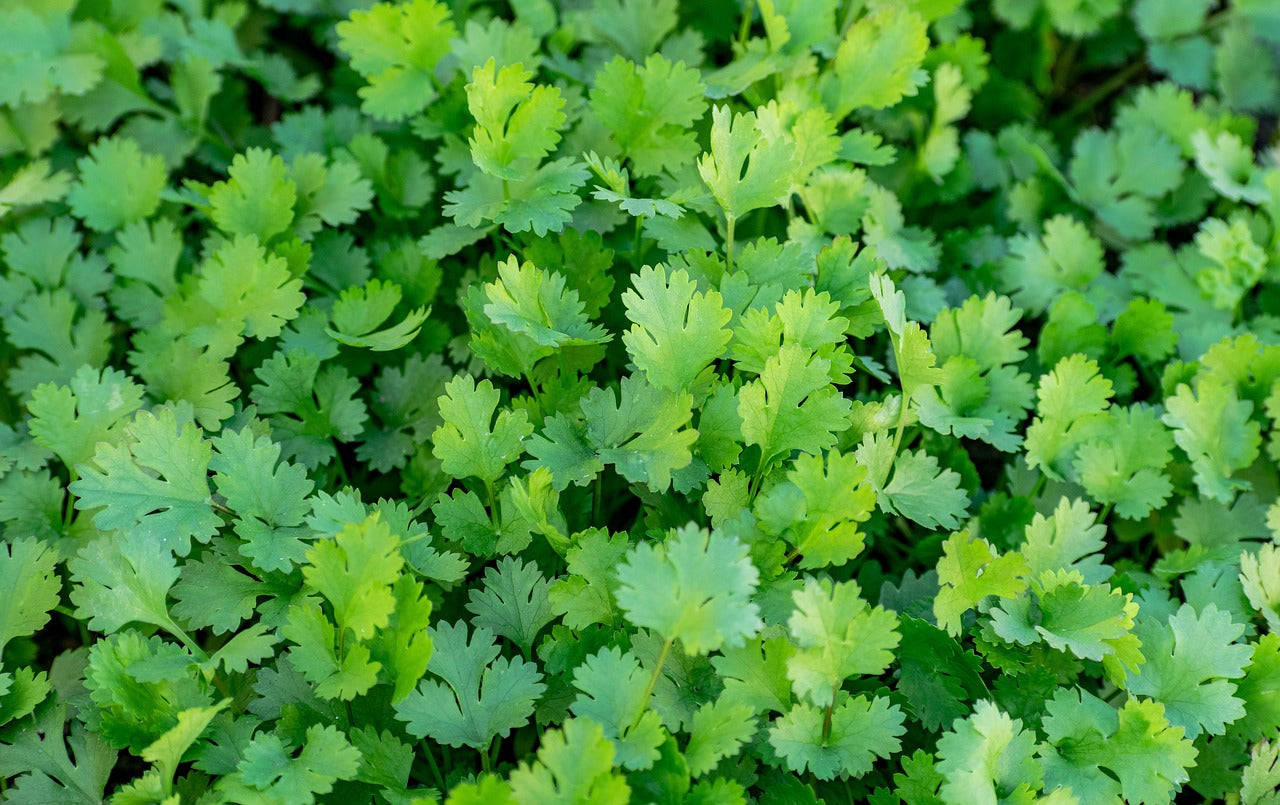 Open Pollinated,  Mexican Cilantro, Coriander Non GMO 100 Seeds