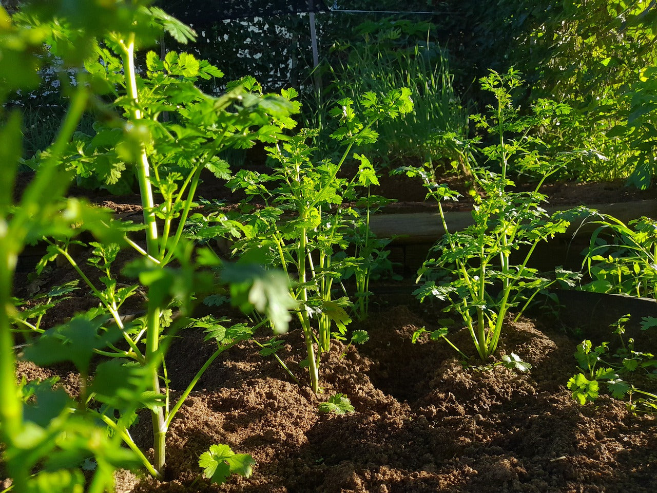 Open Pollinated,  Mexican Cilantro, Coriander Non GMO 100 Seeds