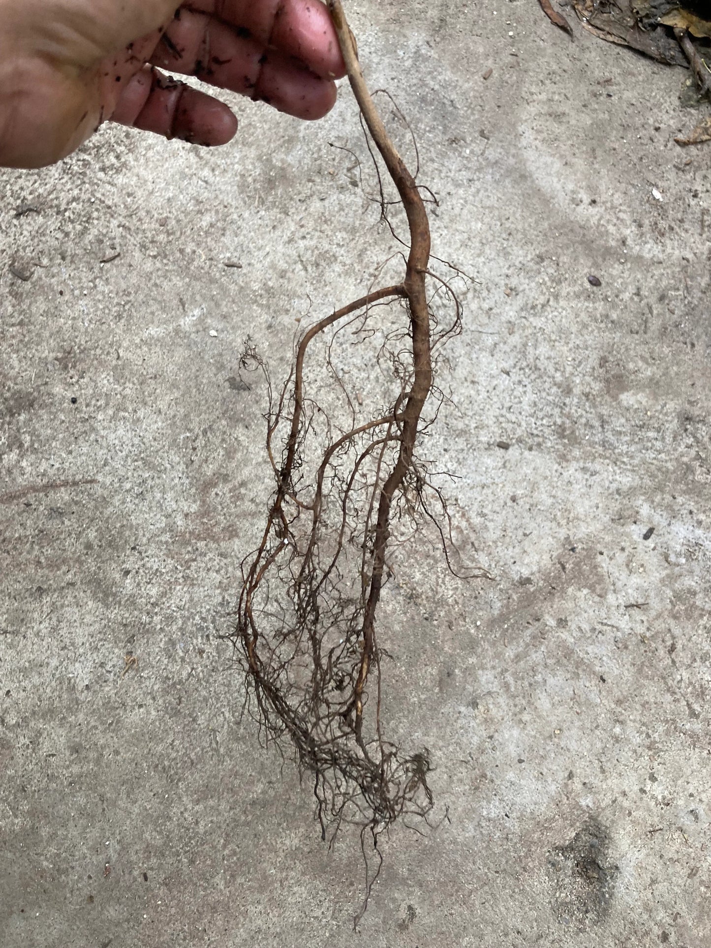 Grafted Hollywood Plum 2-3 Feet Tall Live Plant bare Root