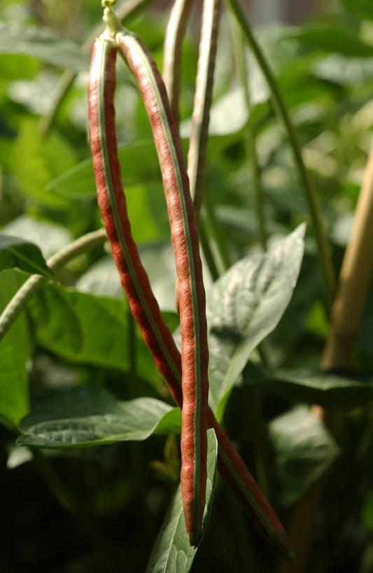 Southern Pea (Cowpea) Heat Tolerant, Very Productive 50 Non GMO Seeds