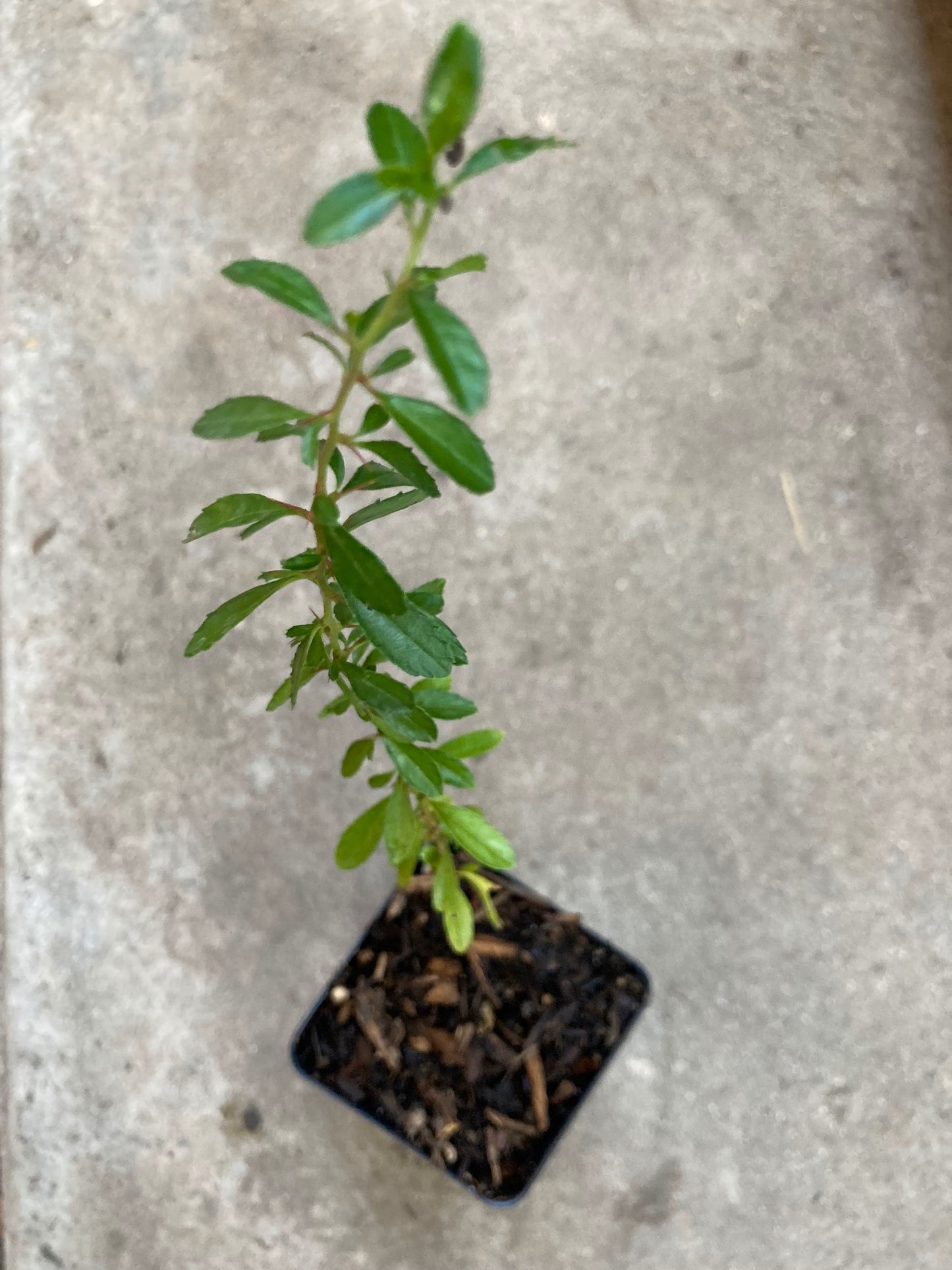 Red Spiny Hackberry Granjeno Tree Live Plant