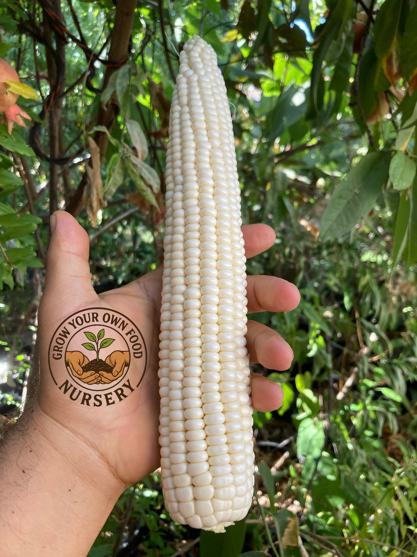 Open Pollinated, Heirloom White Corn, Semilla de Elote Blanco Precoz 50 Non GMO Seeds