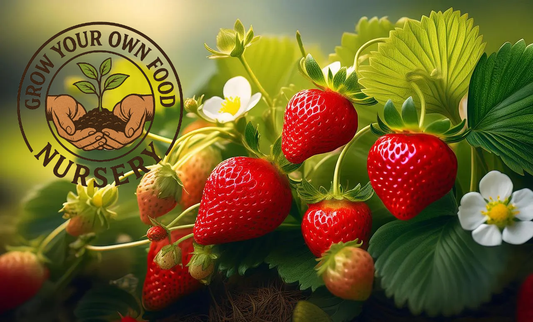 Eversweet Everbearing Strawberry Live Starter Plant