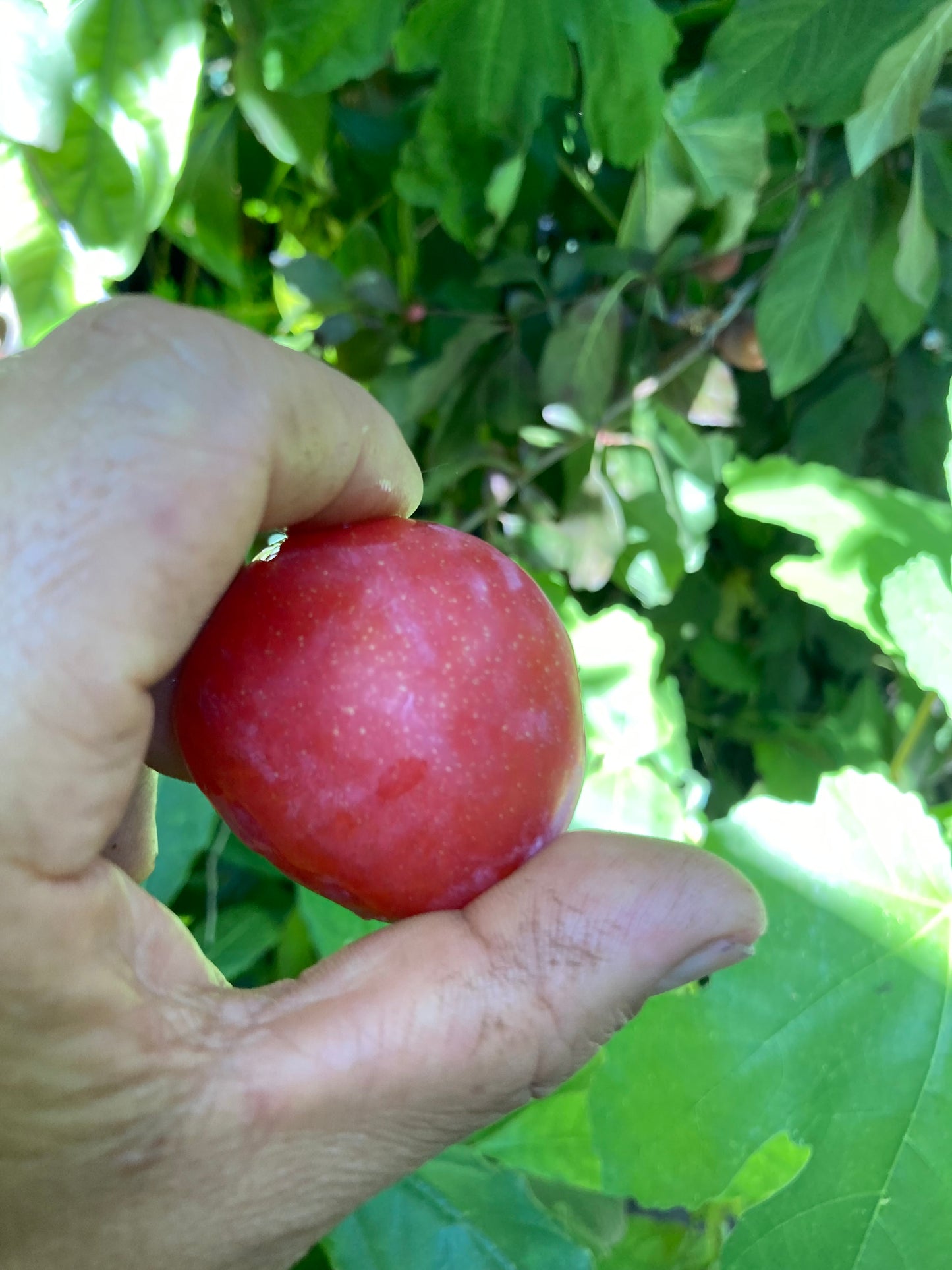 3 Beauty Plum Tree Scions, Cuttings, Scionwood