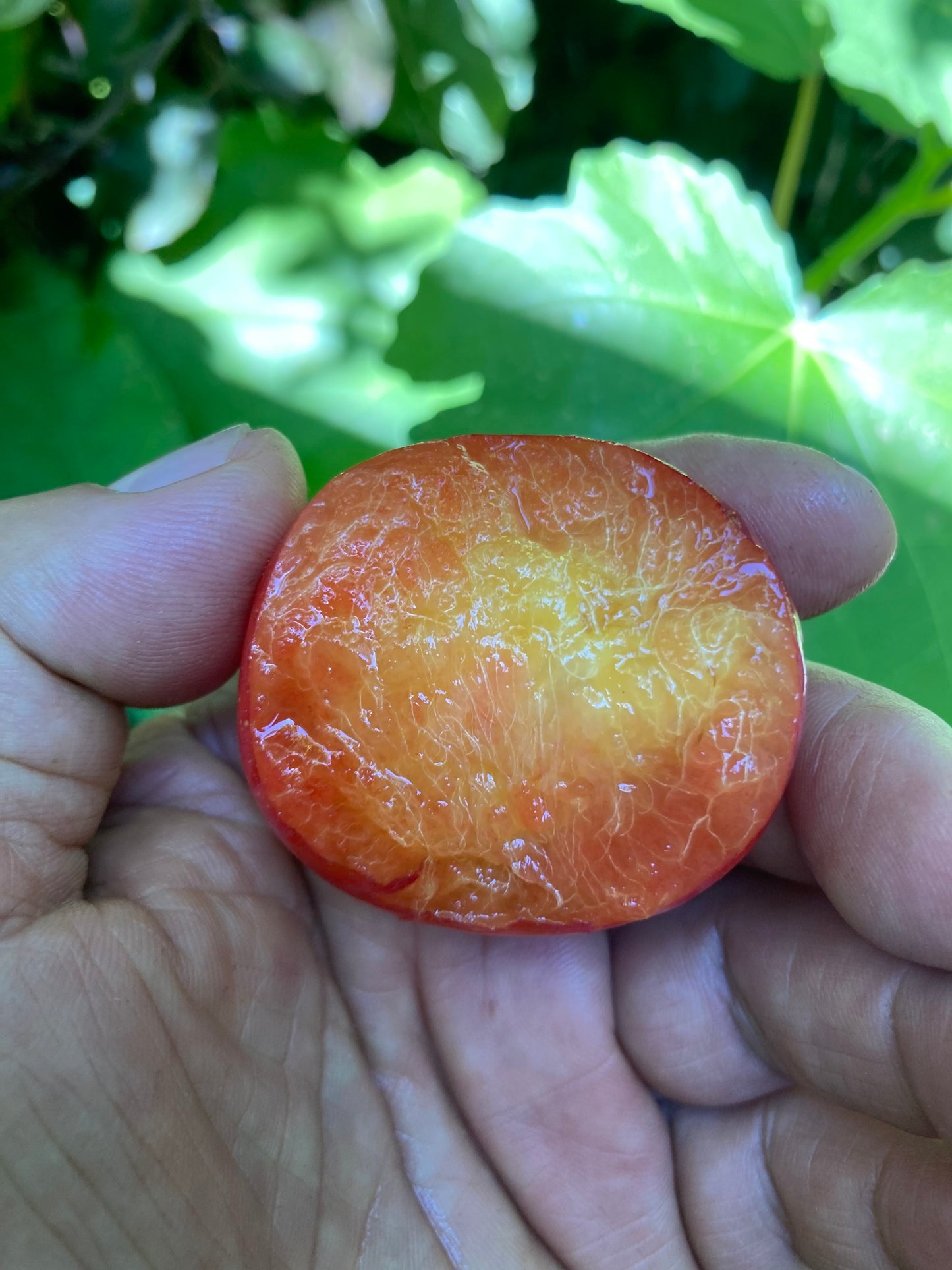 3 Beauty Plum Tree Scions, Cuttings, Scionwood