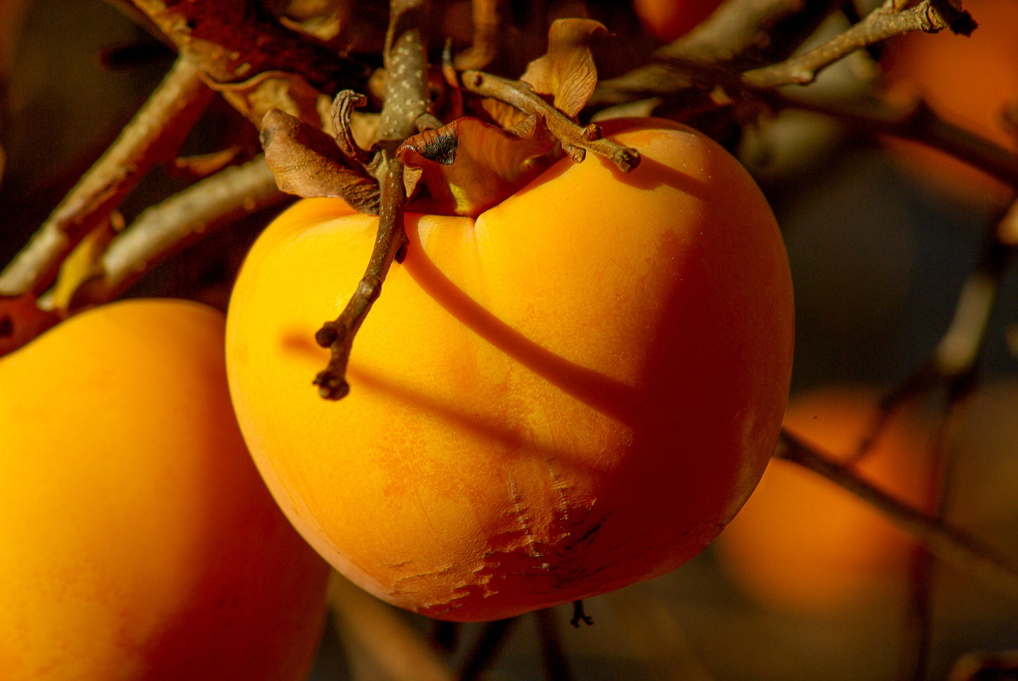 3 Imoto Fuyu Persimmon Scions, Cuttings, Scionwood