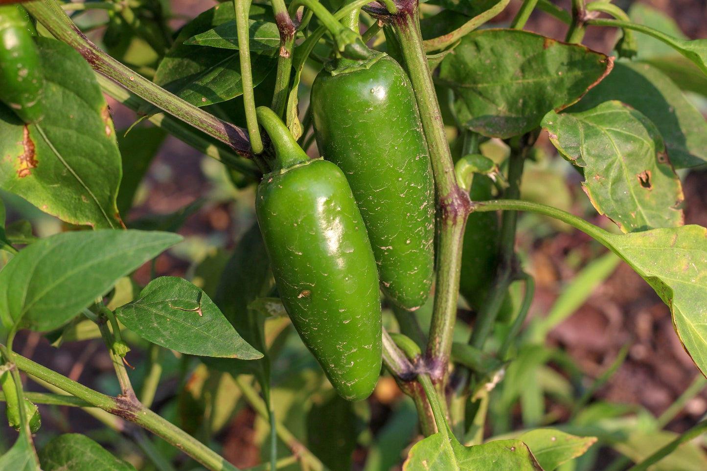 Heirloom Early Jalapeño Short Season Hot Pepper Non GMO Live Plant