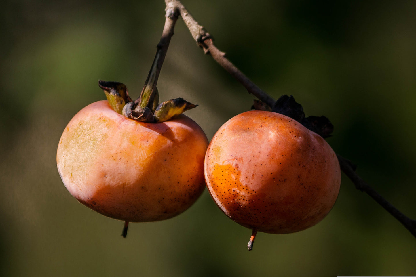 3 Suruga Persimmon Scions, Cuttings, Scionwood