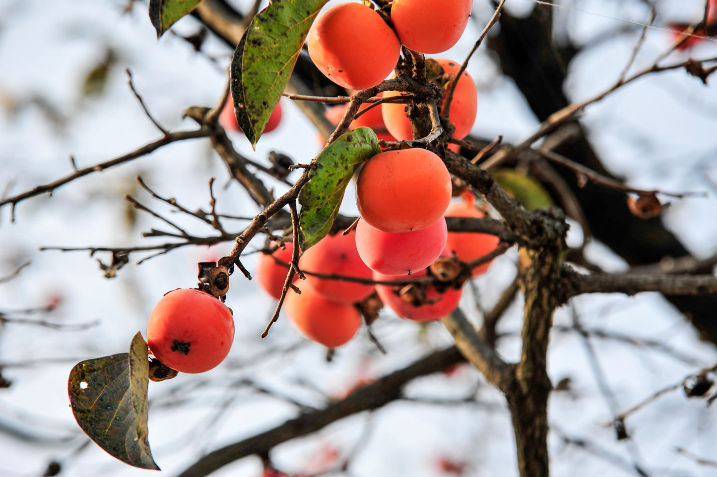 3 Sestronka Persimmon Scions, Cuttings, Scionwood