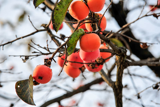 3 Sestronka Persimmon Scions, Cuttings, Scionwood
