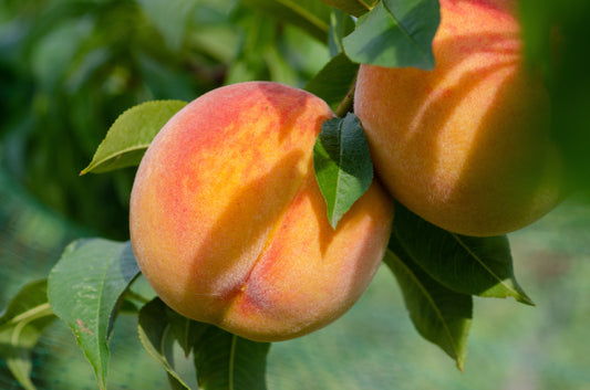 3 Fay Elberta Yellow Heirloom Peach Tree Scions, Cuttings, Scionwood