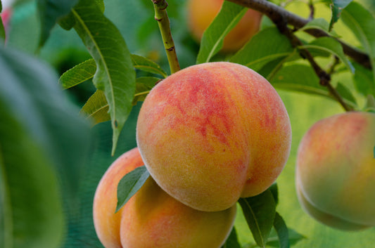 3 Tesoro Yellow Heirloom Peach Tree Scions, Cuttings, Scionwood