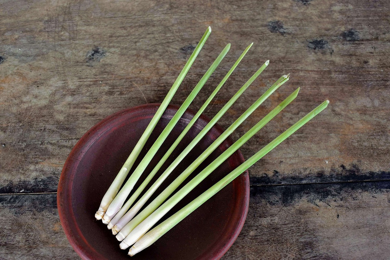 lemongrass, Lemon Grass Live Starter Plant