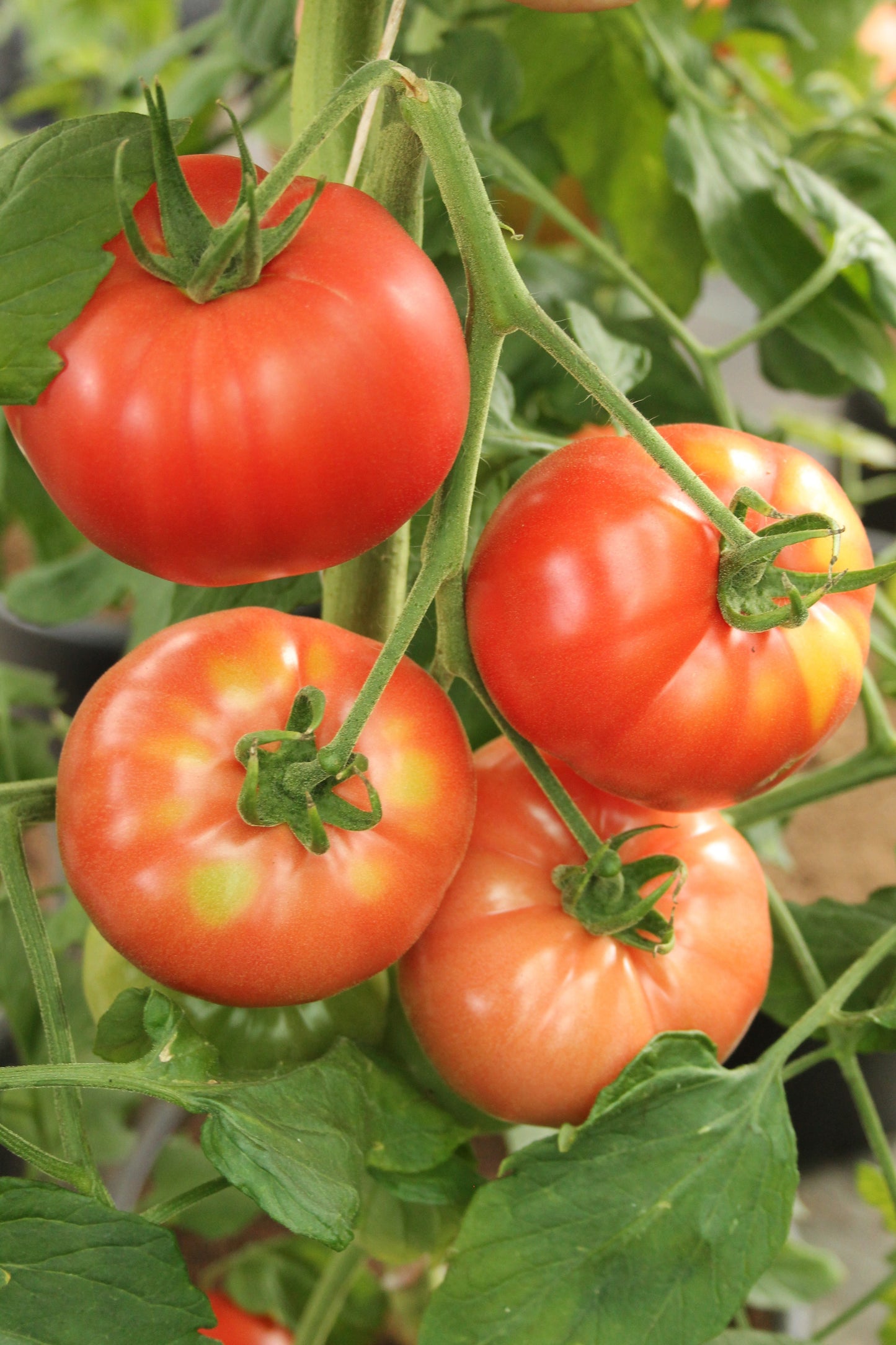 Mortgage Lifter Heirloom Open Pollinated Tomato Non GMO Live Plant