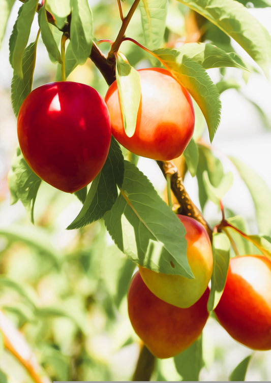 3 Beauty Plum Tree Scions, Cuttings, Scionwood