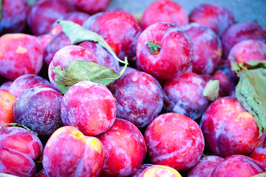 3 Satsuma Plum Tree Scions, Cuttings, Scionwood