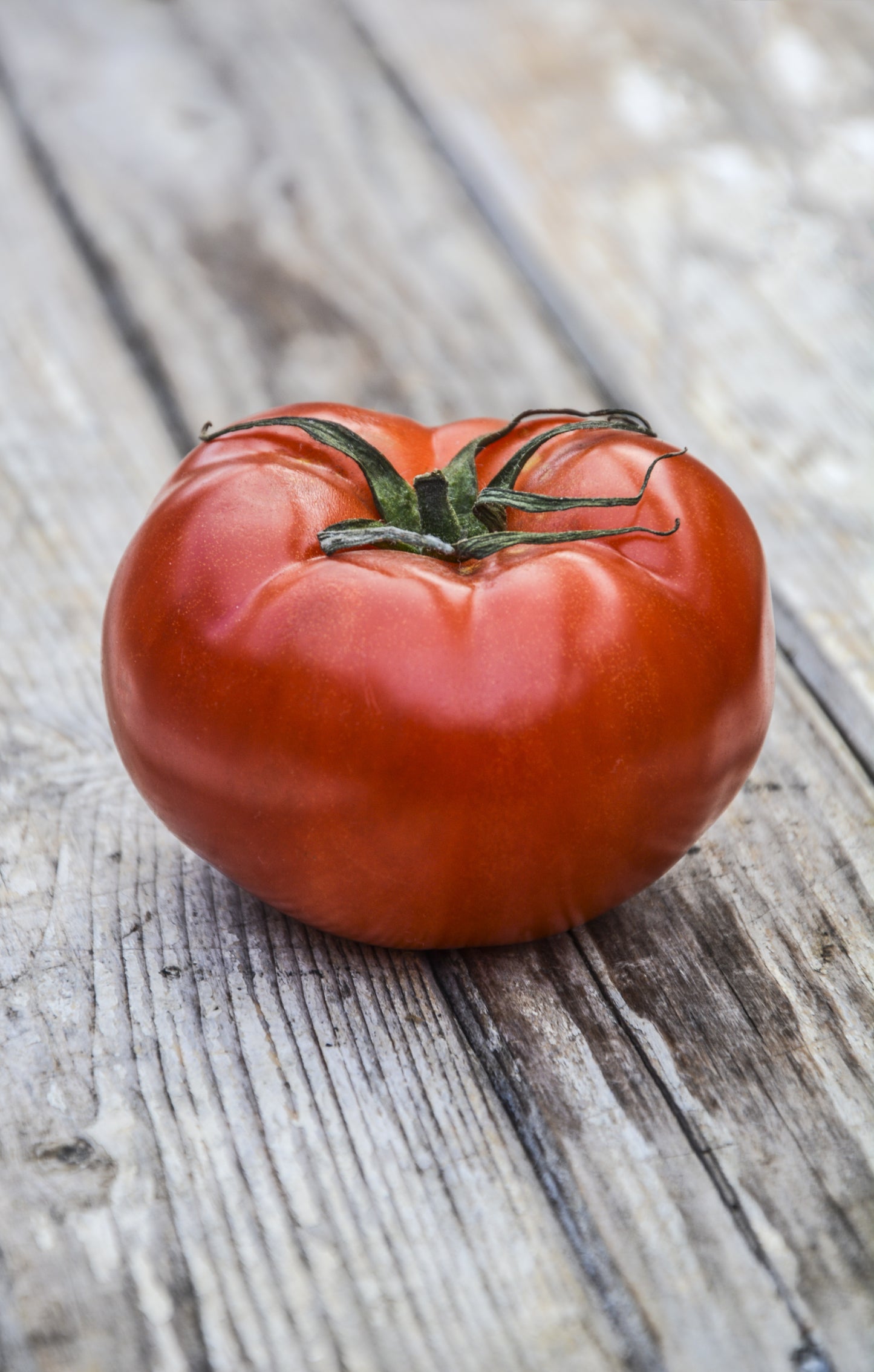 Mortgage Lifter Heirloom Open Pollinated Tomato Non GMO Live Plant