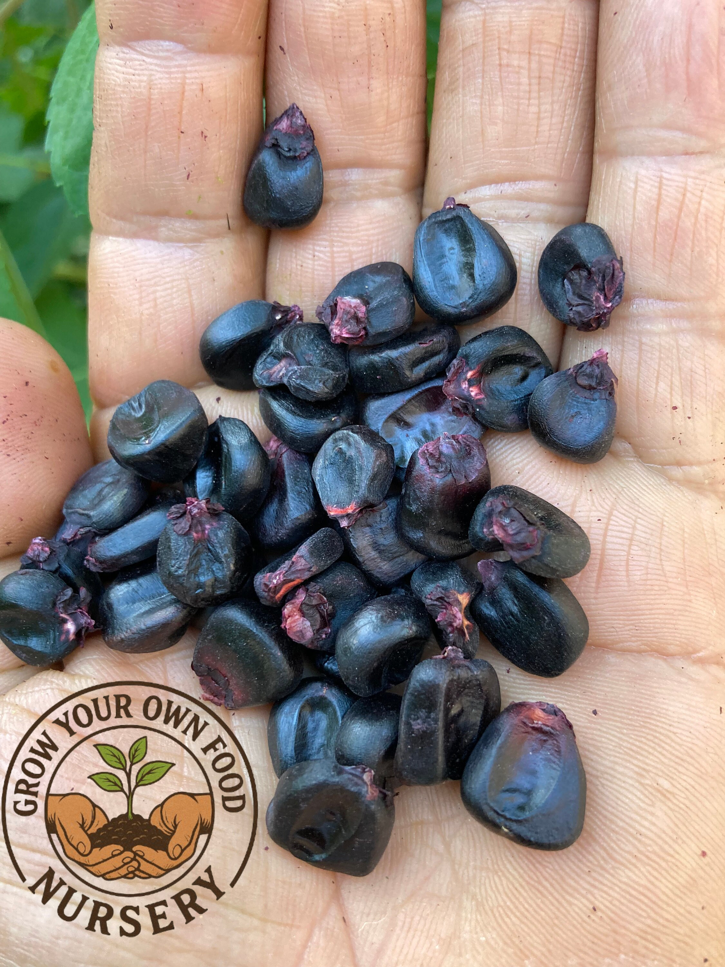 Peruvian Heirloom Purple Corn Maiz Morado Non GMO Seeds for Planting