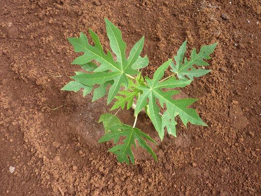 Maradol, Carica papaya Non GMO Live Plant
